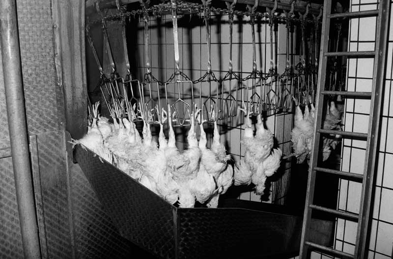 Convoyage des volailles vers le poste de plumage.