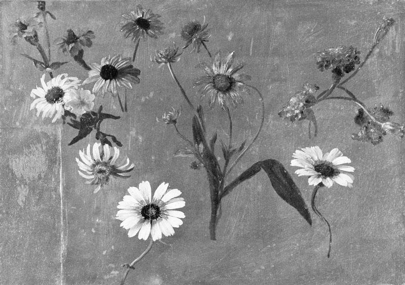 Marguerites et bleuets.