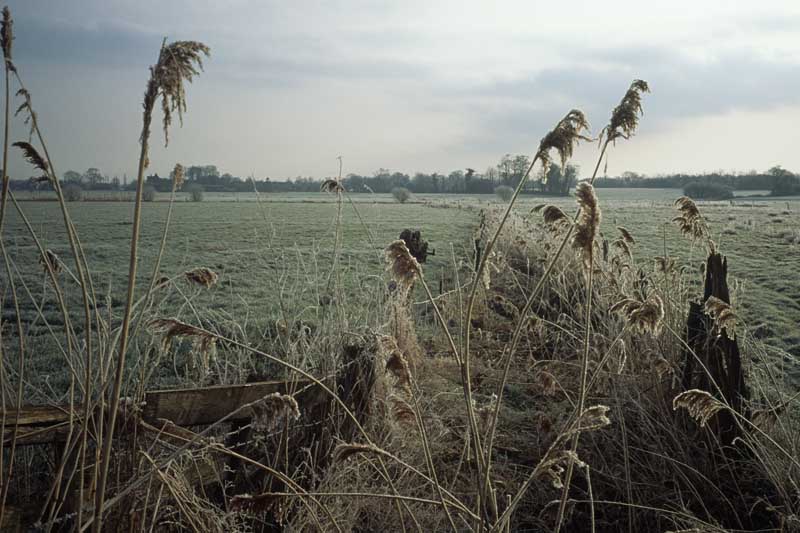 Vue du marais.