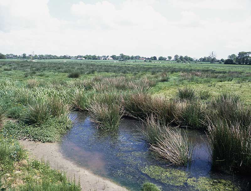 Marais de Gonfreville, vue prise de l'ouest, depuis les Mares.