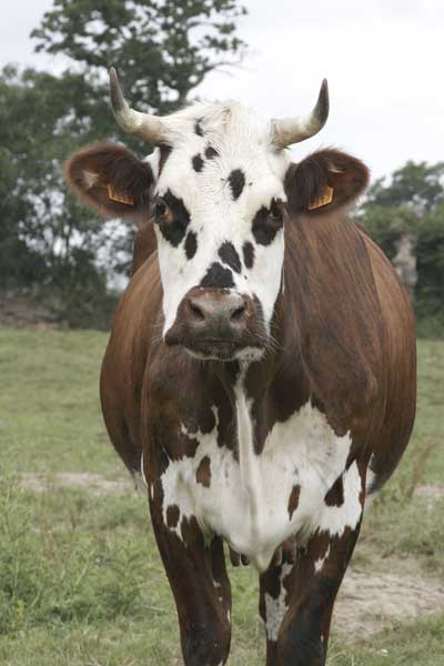 Périers, Saint-Martin, vache.