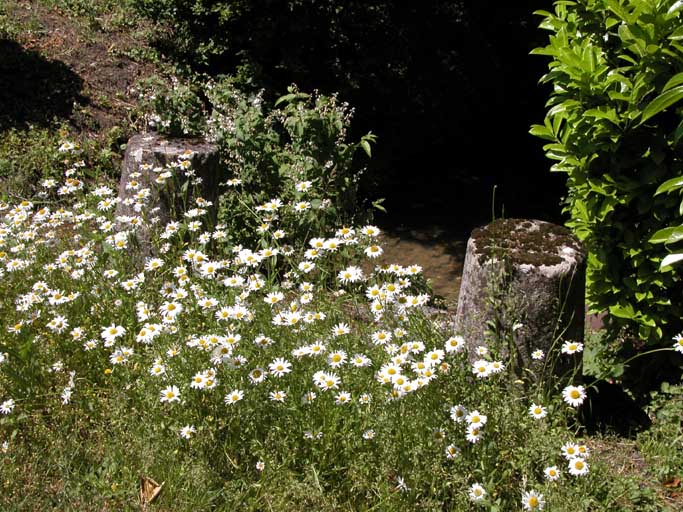 Bouteroues dans le parc.