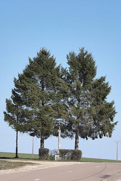Site.