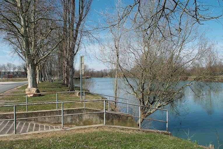 Alignement de platanes, rive gauche, en aval du port de Louhans.