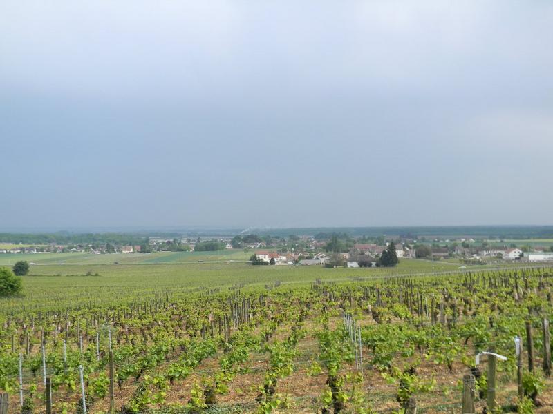 Vignes.