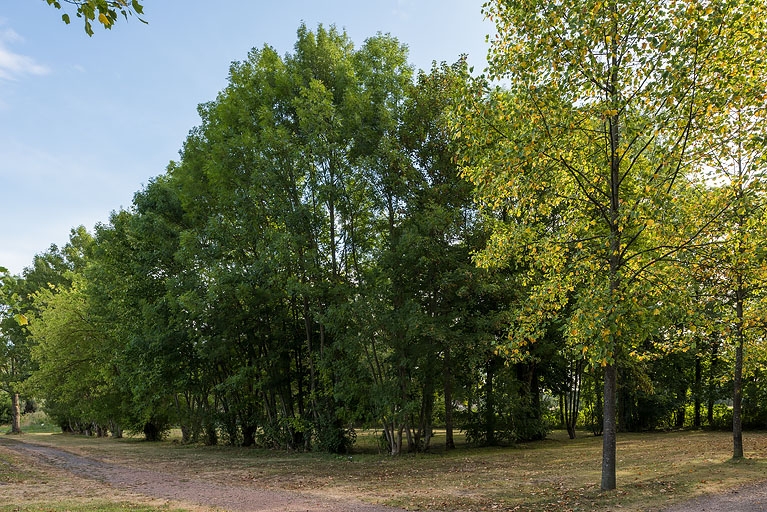 Arbres entourant l'emplacement de l'ancien potager.