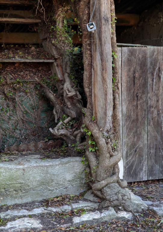 Porcherie, détail de l'escalier envahi par la végétation. 