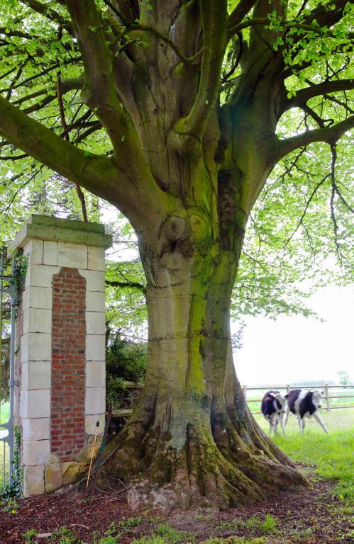Hêtre à l'entrée du domaine. 
