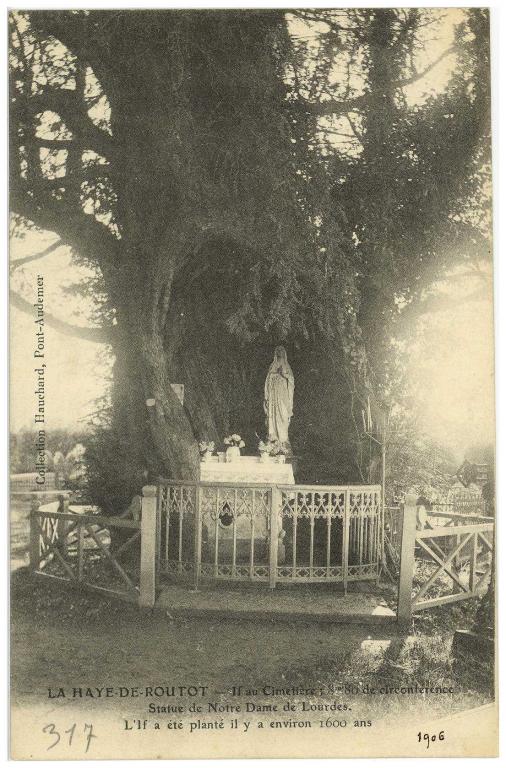 LA HAYE DE ROUTOT (Eure).- If au cimetière, 8m 80 de circonférence. Statue de Notre-Dame-de-Lourdes. L'if a été planté il y a environ 1 600 ans [1906], coll. Hauchard, Pont-Audemer (AD Eure, 8 FI).