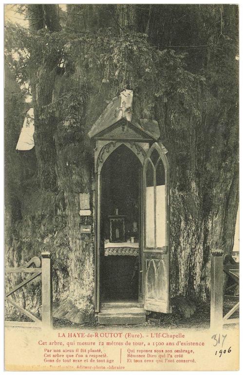 LA HAYE DE ROUTOT (Eure).- L'If-chapelle. Cet arbre, qui mesure 12 m de tour, a 1 500 ans d'existence, cliché et collection Douthwaite, éditeur-photo, libraire (AD Eure, 8 FI).