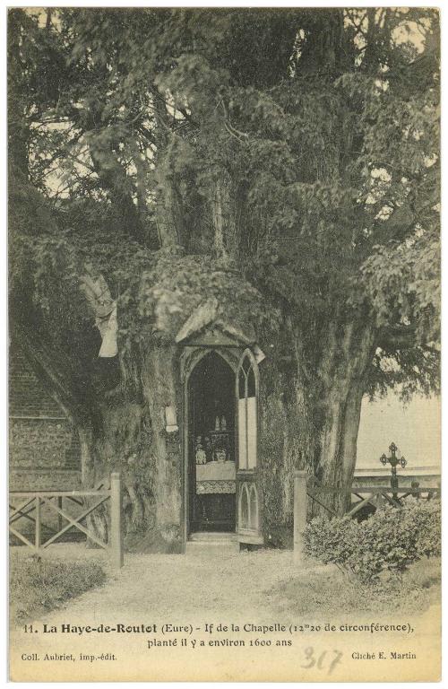 11.- LA HAYE DE ROUTOT (Eure).- If de la chapelle (12,20 m de circonférence), planté il y a environ 1 600 ans, cliché E. Martin, Coll. Aubriet, imp.-édit. (AD Eure, 8 FI).