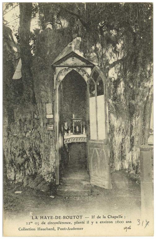 LA HAYE DE ROUTOT (Eure).- If de la chapelle, 12m 05 de circonférence, planté il y a environ 1600 ans [1906], coll. Hauchard, Pont-Audemer (AD Eure, 8 FI).