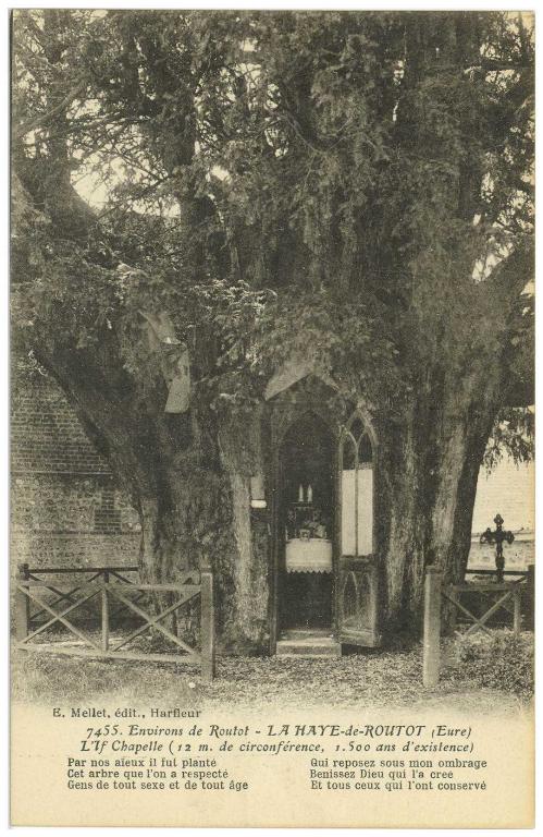 7455.- Environs de Routot - LA HAYE DE ROUTOT (Eure).- L'If-chapelle (12 m de circonférence, 1 500 ans d'existence), E. Mellet, éditeur, Harfleur (AD Eure, 8 FI).