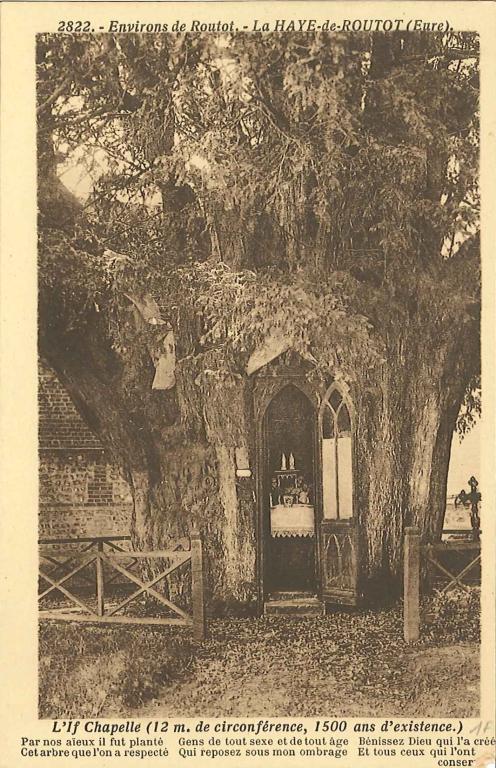 2822.- Environs de Routot - LA HAYE DE ROUTOT (Eure).- L'If Chapelle (12 m de circonférence, 1 500 ans d'existence), (Collection PNRBSN).