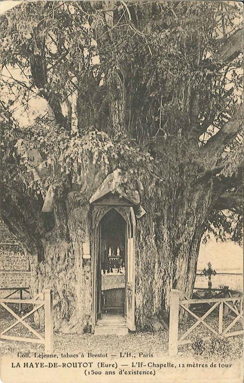 LA HAYE DE ROUTOT (Eure).- L'If Chapelle, 12 m de tour (1 500 ans d'existence), coll. Lejeune, tabacs à Brestot, L'H., Paris (Collection PNRBSN).