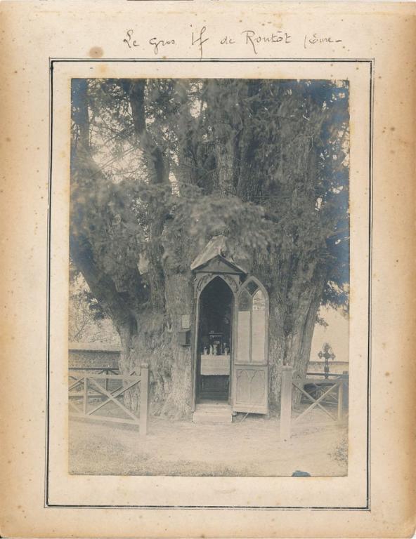 Le Gros If de Routot / Eure.- Photographie ancienne (Collection PNRBSN). 