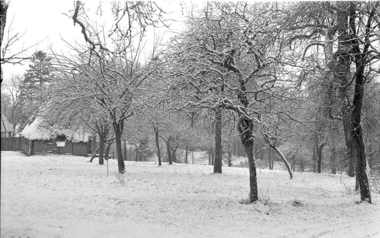 Verger en hiver.- Photographie du Parc de Brotonne, 1971. 