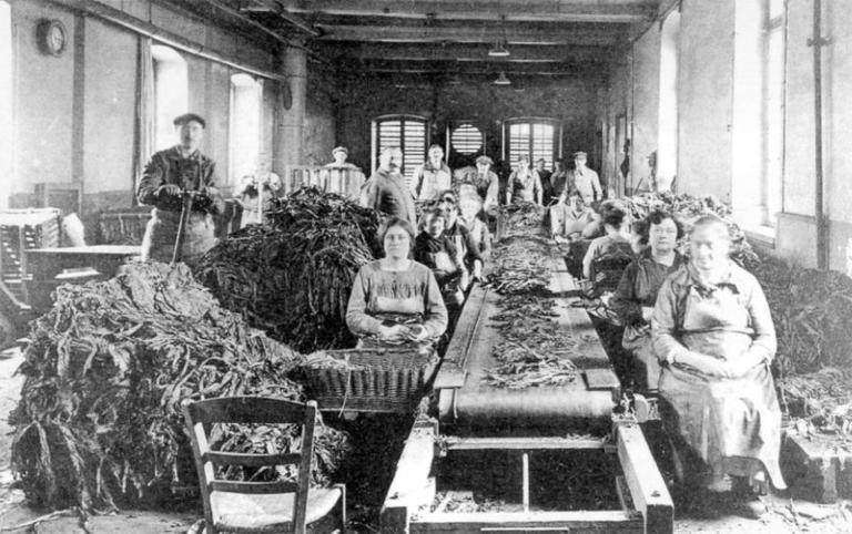 Atelier des égreneuses.- Photographie, début XXe siècle (B.M. Le Havre).