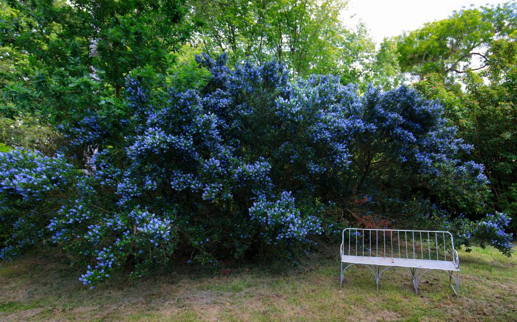 Céanothe ou lilas de Californie. 