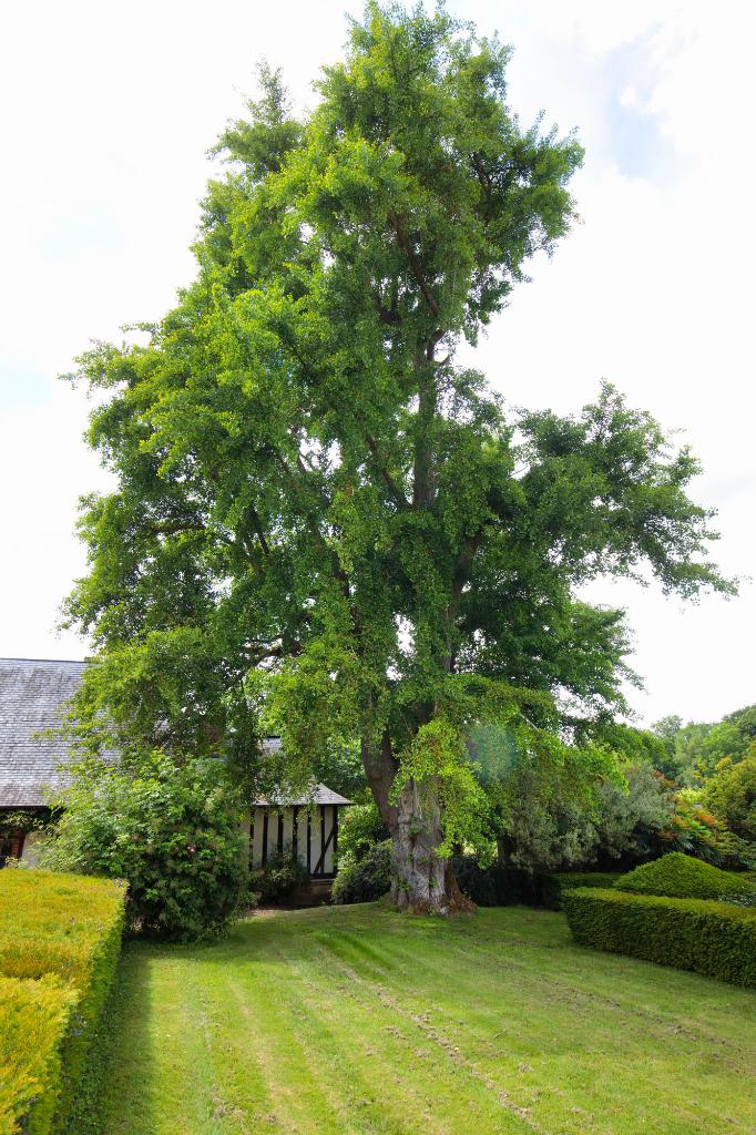 Ginkgo Biloba. 