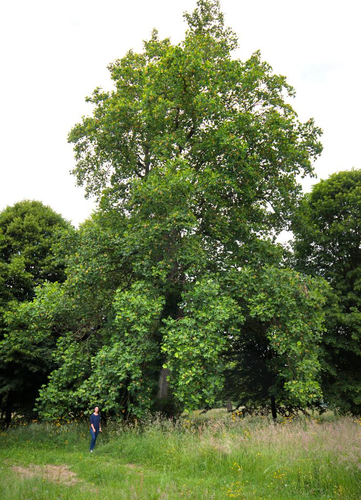 Parc
