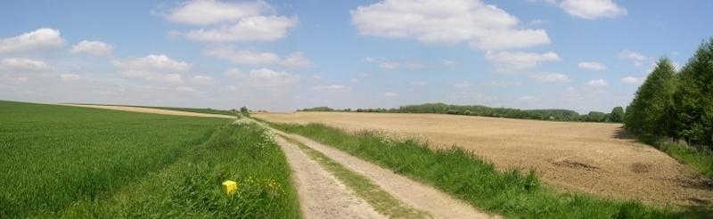 Paysage de champs ouverts et Haie d'Avesnes.