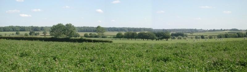 Paysage de bocage et Haie d'Avesnes.