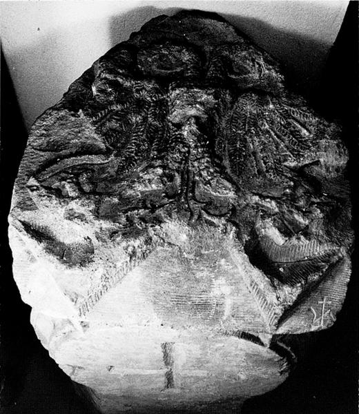 Face supérieure d'un fragment de bas-relief provenant de l'ancien hôtel de ville.