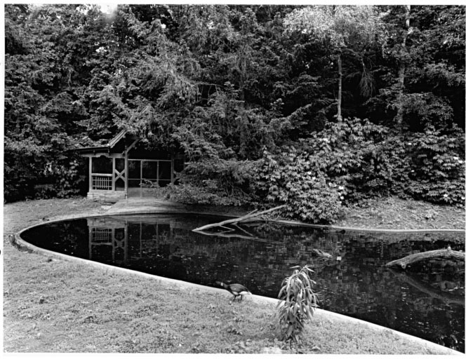 Mare et chalet des canards (D), actuellement des cygnes noirs.