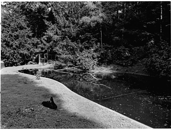 Mare et chalet des canards (D), actuellement des cygnes noirs.