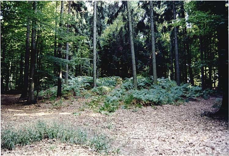 Tumulus dans la forêt, au sud-est d'Altenstadt.