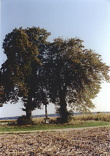 Vue de la croix entre deux tilleuls.