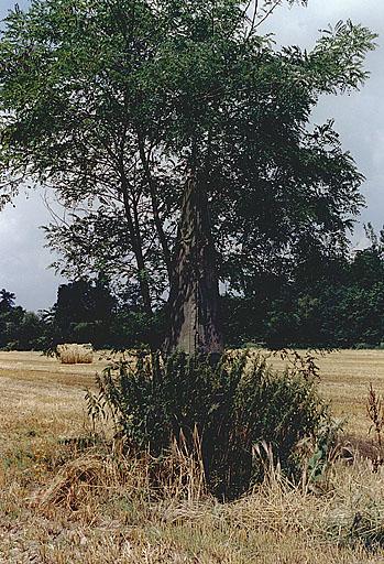 Vue du monument commémoratif (D), isolé dans un champ.