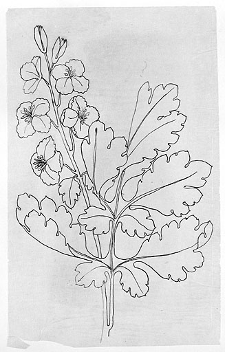 Modèle d'ornement végétal.