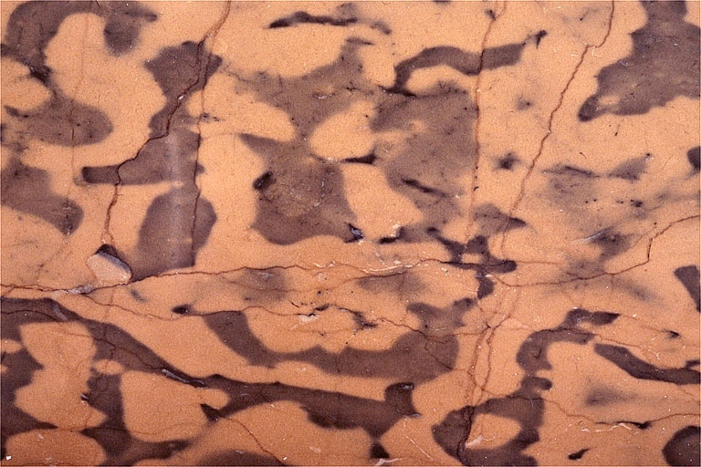 Echantillon de marbre de Mignovillard. Collection Robert Le Pennec, Saint-Claude.