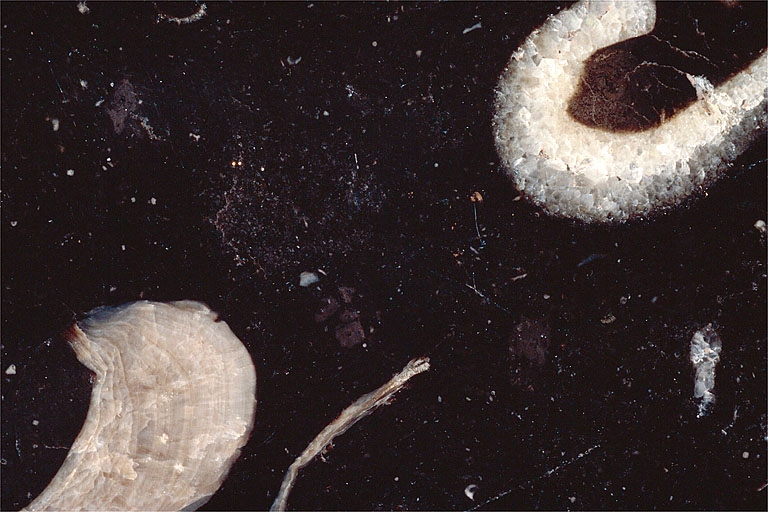 Echantillon de marbre de Miéry. Musée d'Archéologie, Lons-le-Saunier.