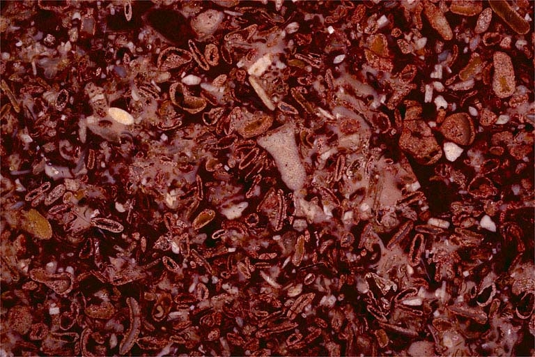 Echantillon de marbre dit Grand rouge du Chanelet (Gizia). Musée d'Archéologie, Lons-le-Saunier.