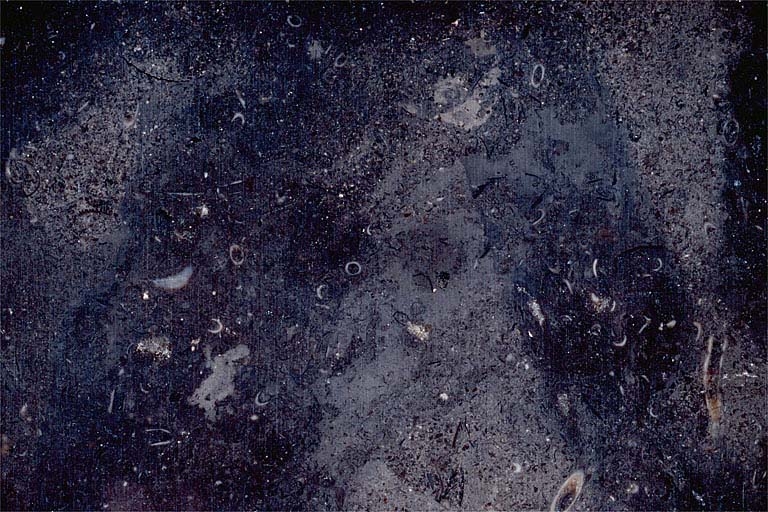 Echantillon de marbre du Petit Gizia. Musée d'Archéologie, Lons-le-Saunier.