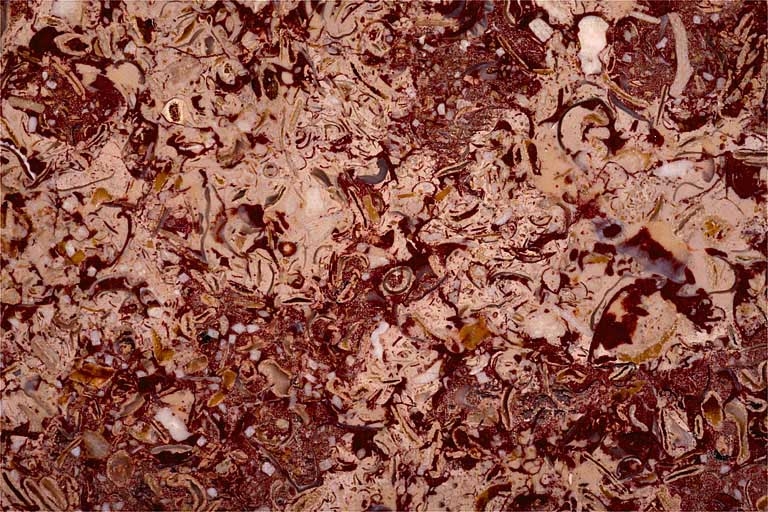 Echantillon de marbre de Cousance dit Granit rouge. Musée d'Archéologie, Lons-le-Saunier.