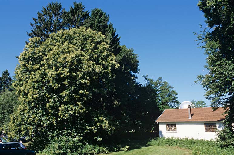 Partie nord : châtaignier près de l'ancien laboratoire d'essais de la chronométrie, vu du nord-est.