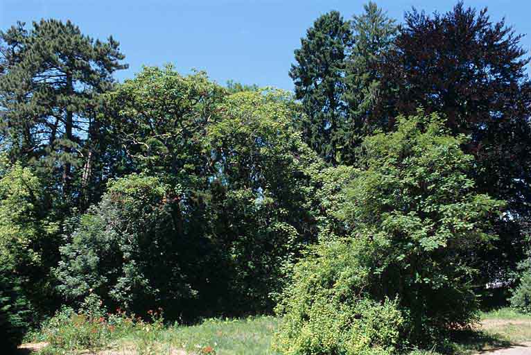 Partie sud : vue d'ensemble du groupe d'arbres de l'angle nord-ouest associant hêtre pourpre, catalpa, Paulownia, épicéa, etc.