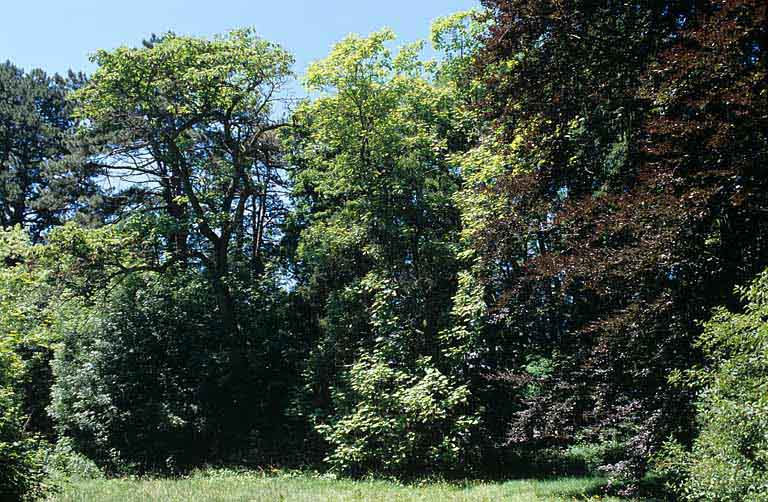 Partie sud : vue d'ensemble rapprochée du groupe d'arbres de l'angle nord-ouest associant hêtre pourpre, catalpa, Paulownia, épicéa, etc.