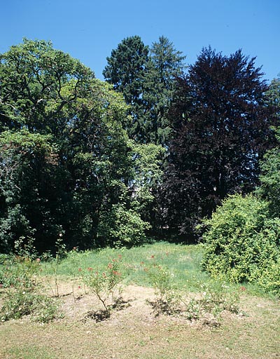 Partie sud : vue d'ensemble rapprochée du groupe d'arbres de l'angle nord-ouest associant hêtre pourpre, catalpa, Paulownia, épicéa, etc.