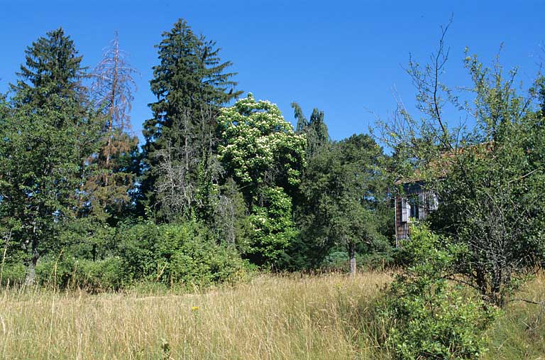 Partie sud : vue d'ensemble du verger et des arbres au sud de la maison du directeur.