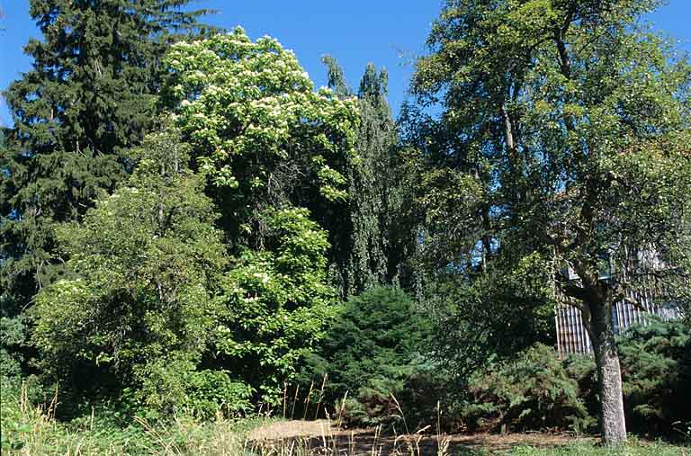 Partie sud : vue d'ensemble du groupe d'arbres près de la maison du directeur.