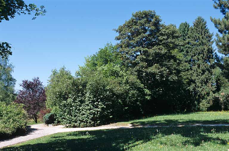 Partie sud : arbres et arbustes proches du bâtiment des bureaux.