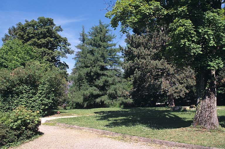 Partie sud : groupe des mélèzes d'Europe et pin noir d'Autriche, près du cadran solaire.