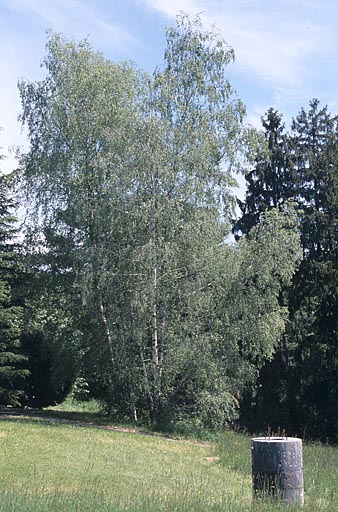 Partie sud : bouleaux près du bâtiment des bureaux.