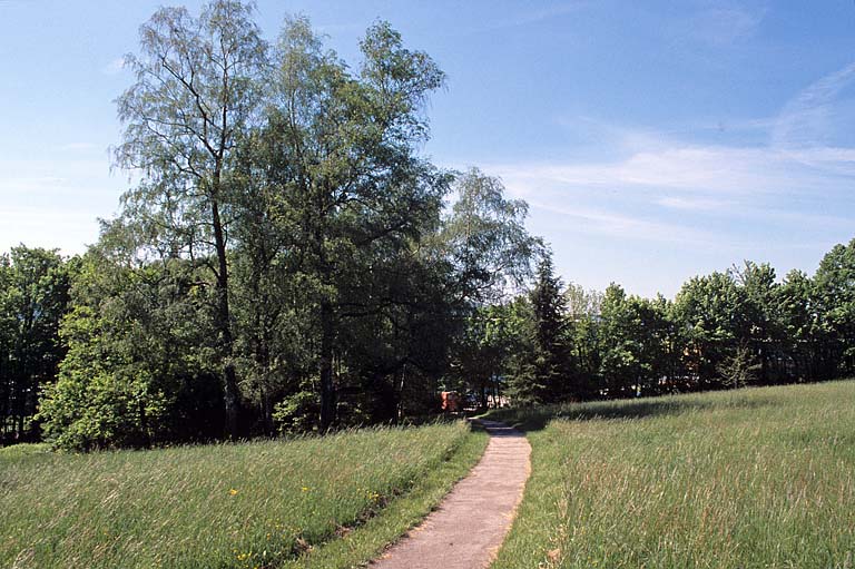 Partie sud : groupe de bouleaux près du chemin joignant le fond de la prairie et haie sud.