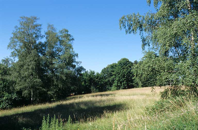 Partie sud : groupe de bouleaux près du chemin joignant le fond de la prairie et haie sud.